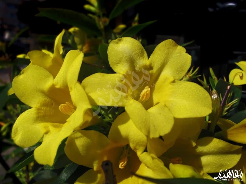 الياسمين الإيطالي الياسمين الإيطالي