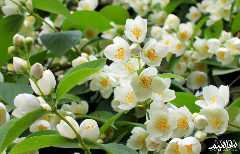الياسمين الدمشقي الياسمين الدمشقي