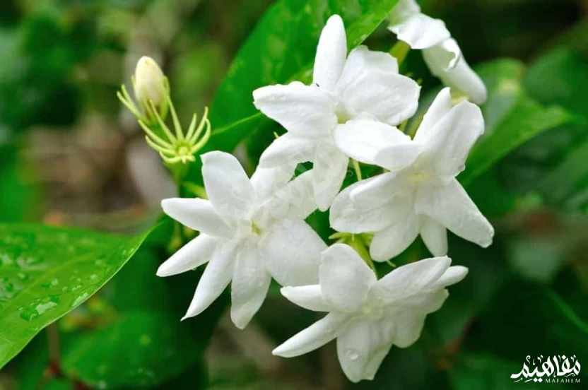 الياسمين الملكي الياسمين الملكي