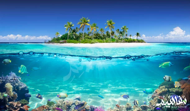 The island The island