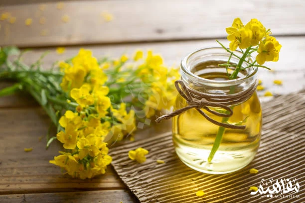 Evening Primrose Evening Primrose