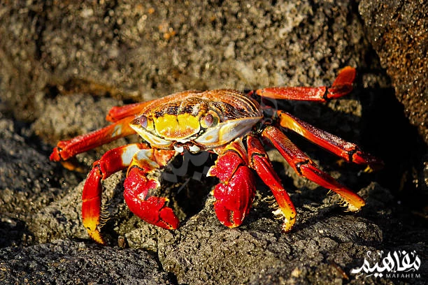 Christmas Island, Australia Christmas Island, Australia