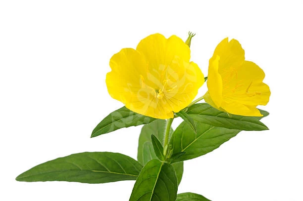 Evening Primrose Evening Primrose