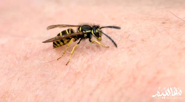 bee venom bee venom