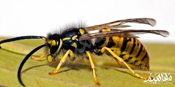 bee venom bee venom