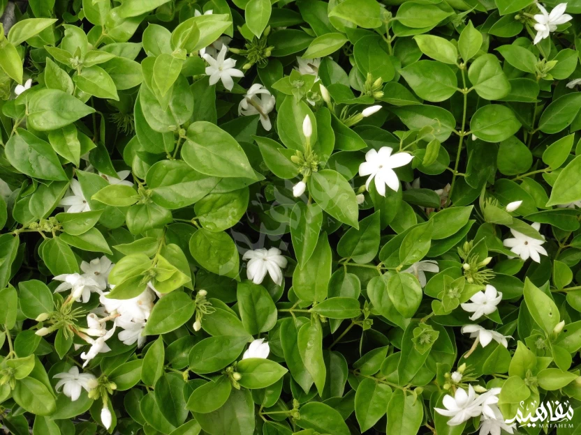 الياسمين البلدي الياسمين البلدي