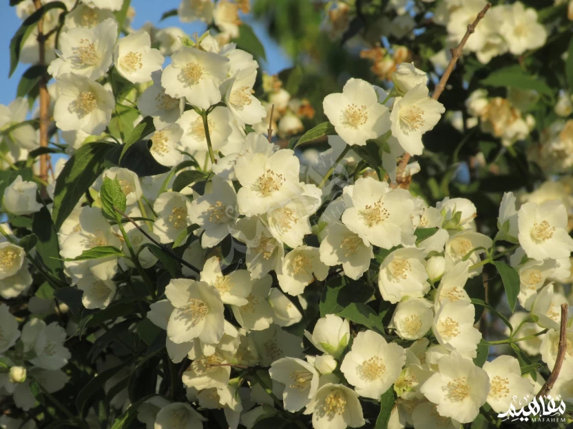 ياسمين زهرة الربيع ياسمين زهرة الربيع