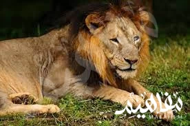 الأسد الآسيوي الأسد الآسيوي