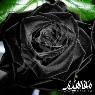 اللون الأسود اللون الأسود