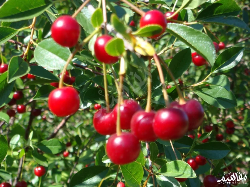 الكرز الحلو الحامض الكرز الحلو الحامض