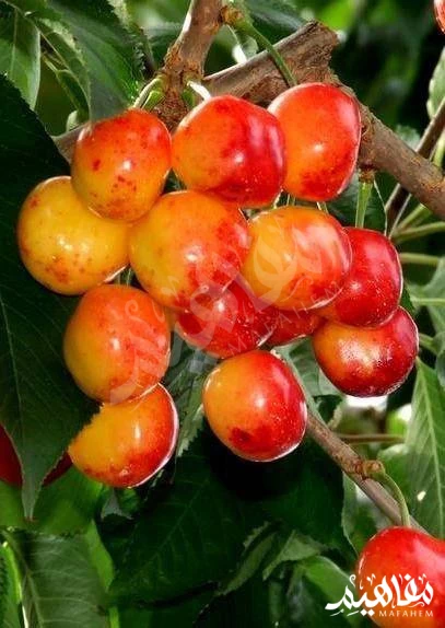 الكرز الحلو الكرز الحلو