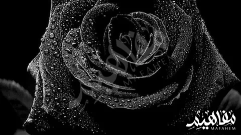 اللون- الأسود اللون- الأسود