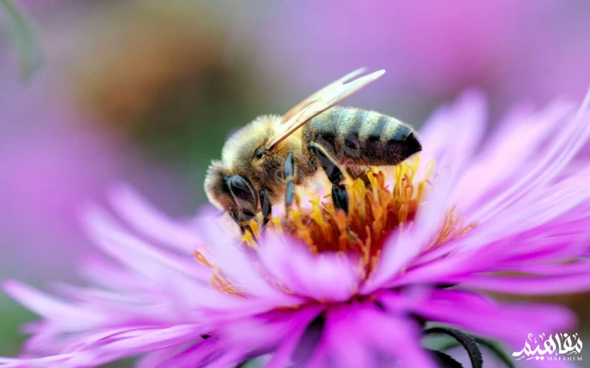 فوائد-النحل فوائد-النحل