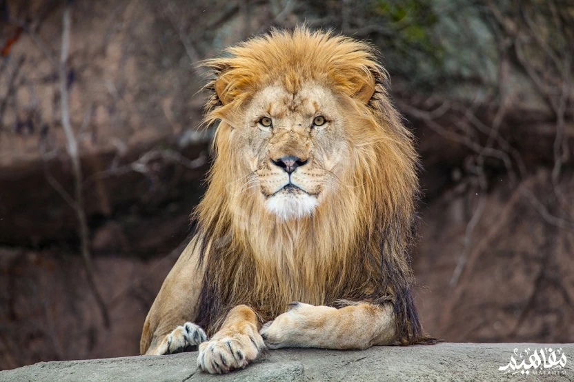 أسد الكونغو أسد الكونغو