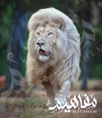 أسد الترنسفال أسد الترنسفال