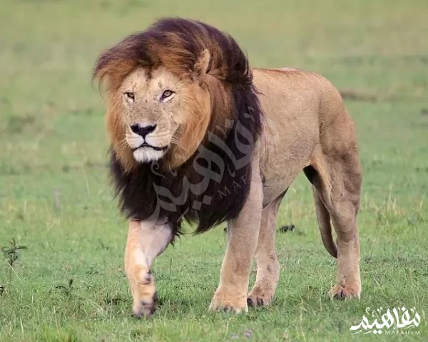 الأسد الإثيوبي الأسد الإثيوبي