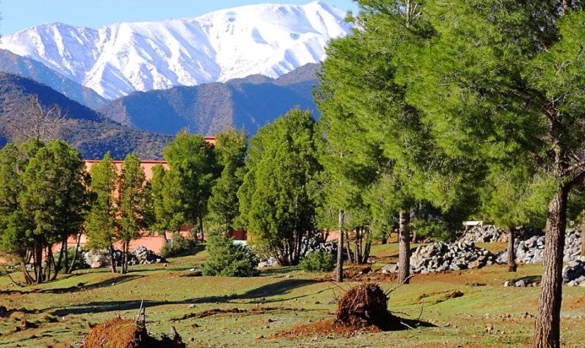 أكبر-غابة-في-المغرب أكبر-غابة-في-المغرب