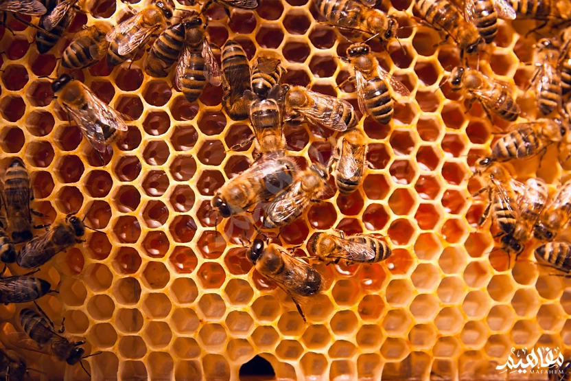النحل النحل