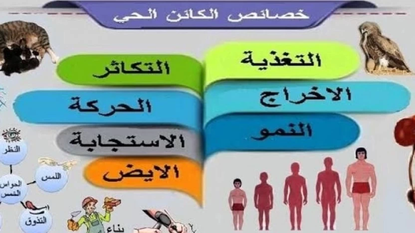 خصائص-الكائنات-الحية خصائص-الكائنات-الحية