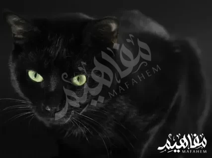 اللون أسود اللون أسود