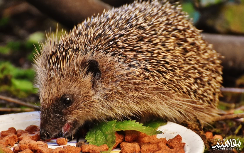 ماذا-يأكل-القنفذ ماذا-يأكل-القنفذ