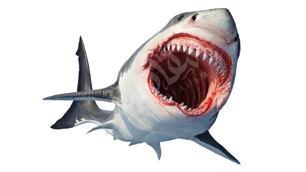 سمك-القرش سمك-القرش