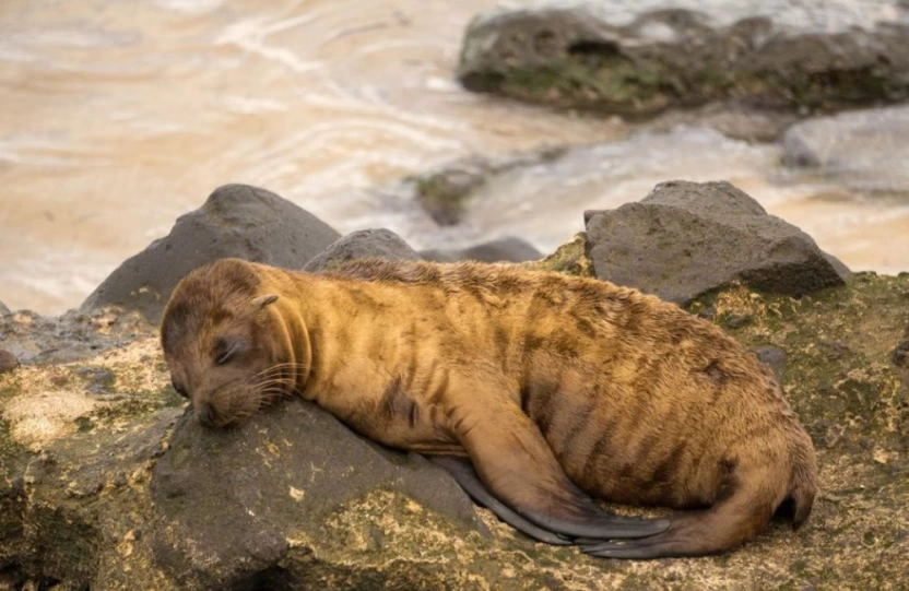ما-هو-كلب-البحر ما-هو-كلب-البحر