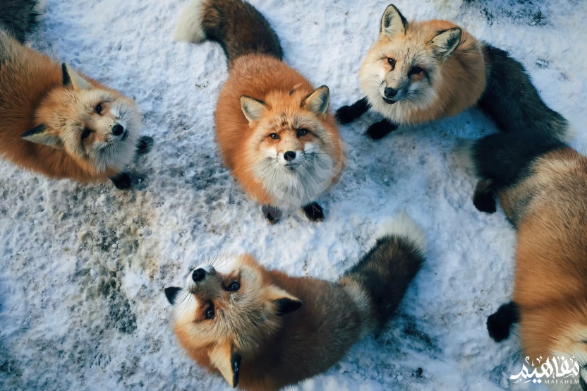 تصنيفات_الثعالب تصنيفات_الثعالب