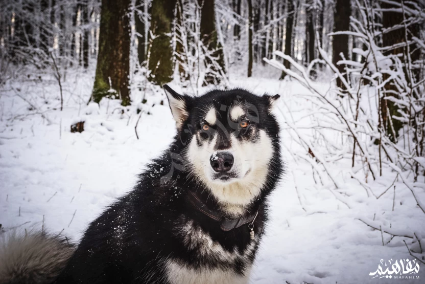 الملموت_الألاسكي  الملموت_الألاسكي