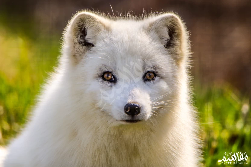 ثعلب_القطب_الشمالي ثعلب_القطب_الشمالي