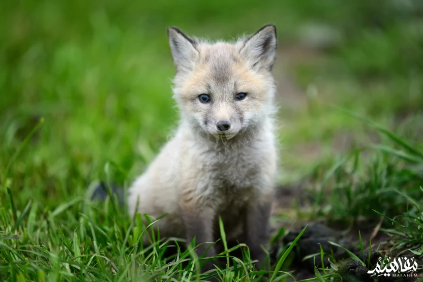 الثعلب_الفضي الثعلب_الفضي