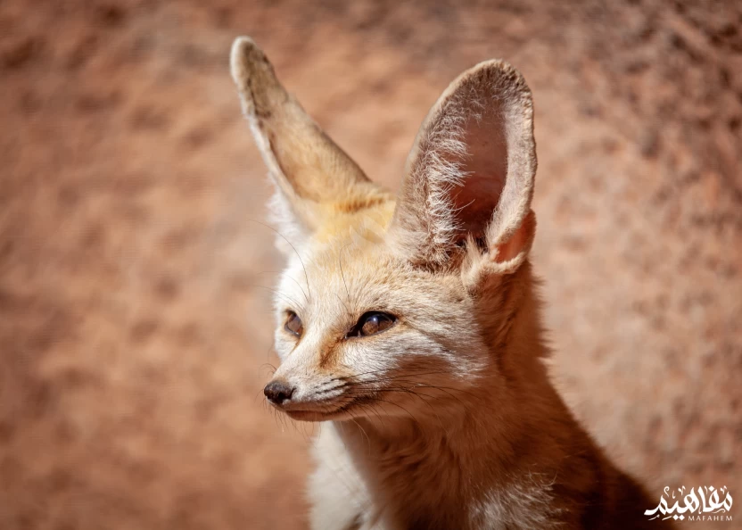 الثعلب_فنك الثعلب_فنك