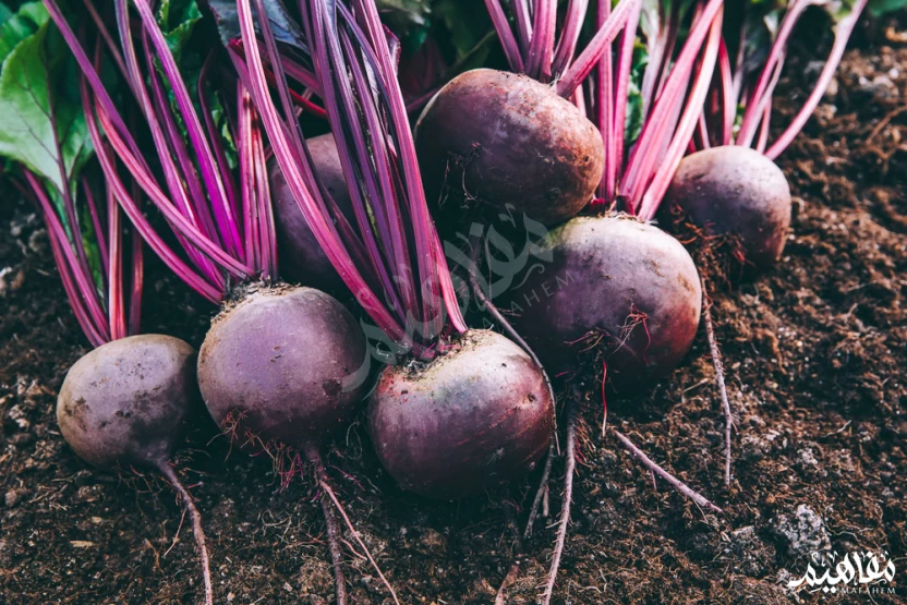 نبات_البنجر نبات_البنجر