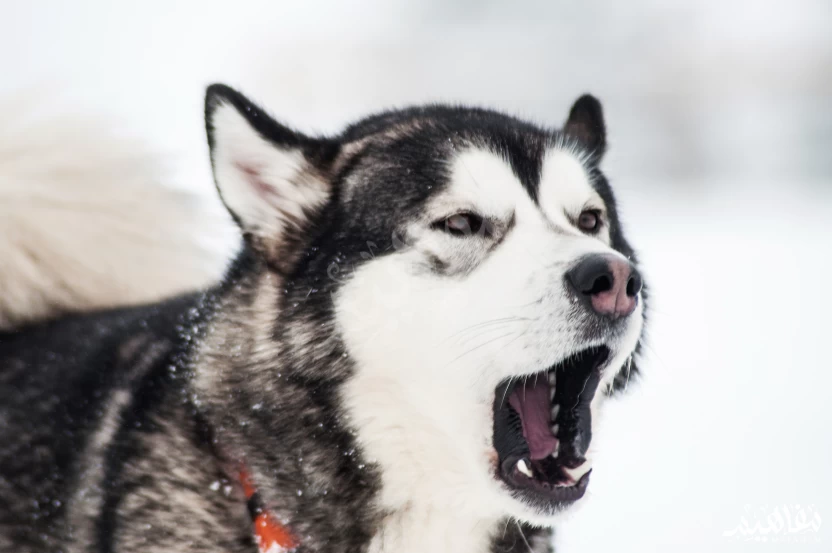 الهاسكي_ الألاسكي الهاسكي_ الألاسكي