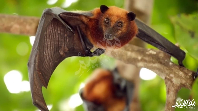 حقائق_حول_الخفاش حقائق_حول_الخفاش