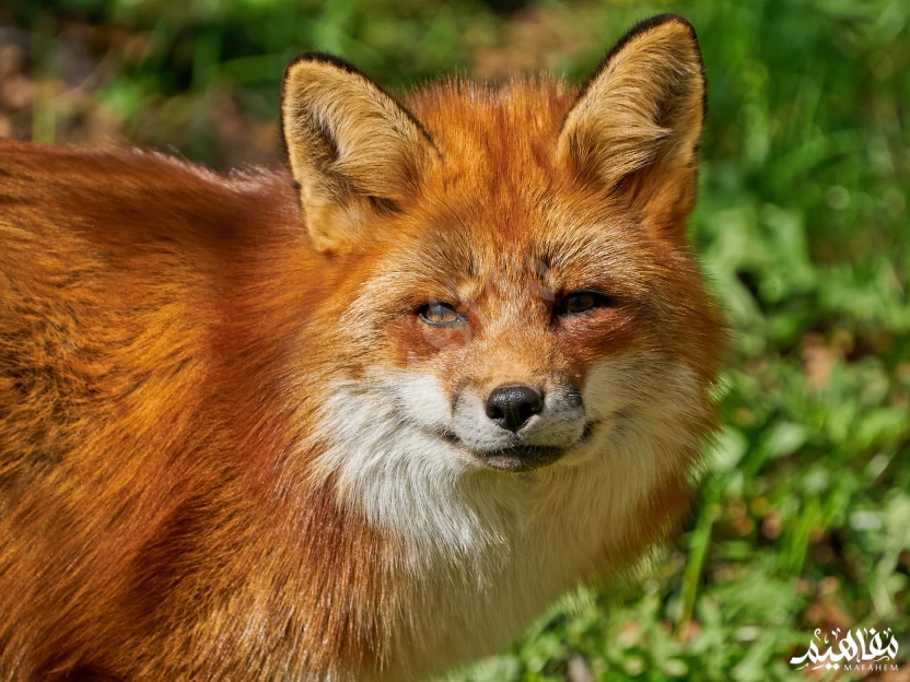 الثعلب_الأحمر الثعلب_الأحمر