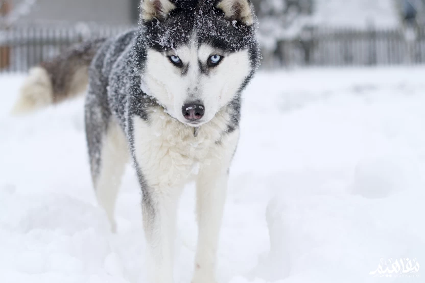 الهاسكي_السيبيري الهاسكي_السيبيري