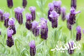 نوع أنوك لافندر نوع أنوك لافندر