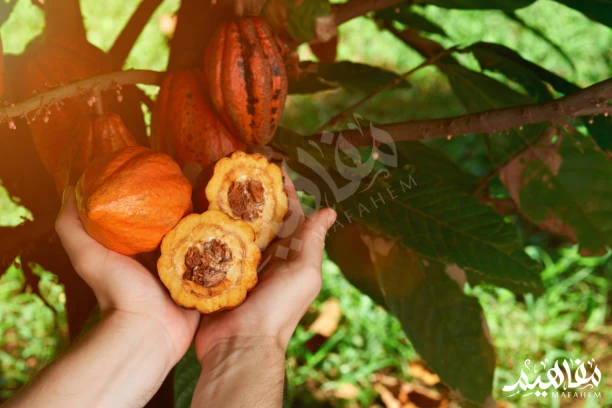 شجرة الكاكاو شجرة الكاكاو