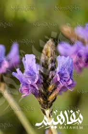 اللافندر المصري اللافندر المصري