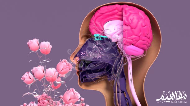 Five Senses Five Senses