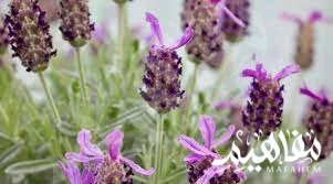 نوع الخزامى العملاق نوع الخزامى العملاق