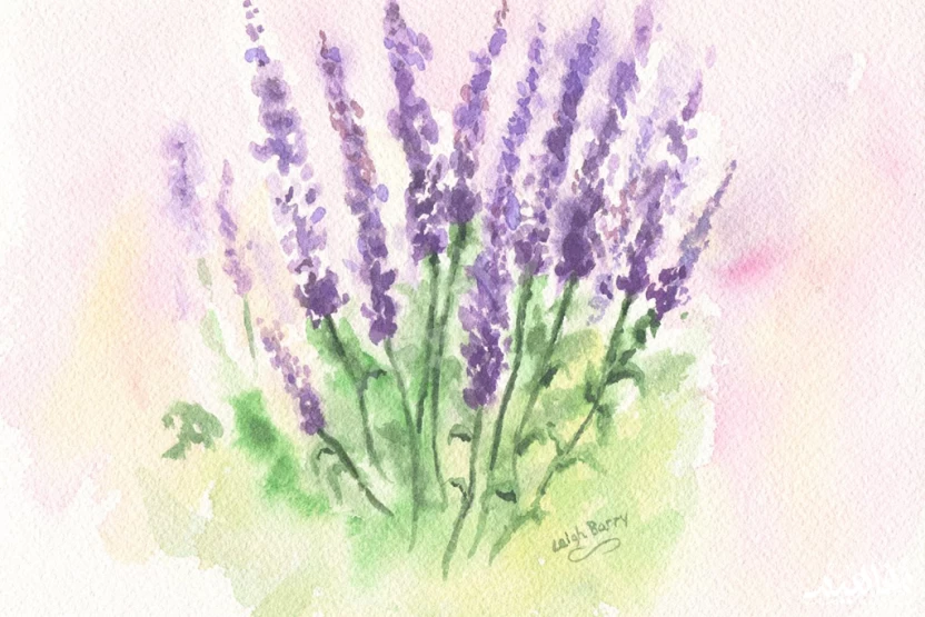 نوع الخزامى نوع الخزامى