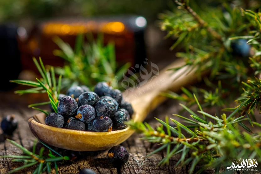 العرعار العرعار