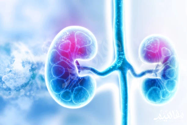 Kidney functions Kidney functions