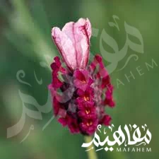 كيو الخزامى الأحمر كيو الخزامى الأحمر