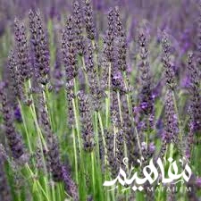 نوع اللافندر غروسو نوع اللافندر غروسو
