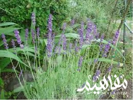 لافندر صغير لافندر صغير