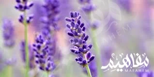 اللافندر البرتغالي اللافندر البرتغالي