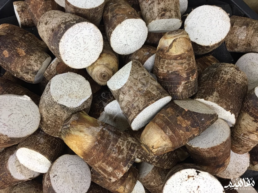 القلقاس القلقاس